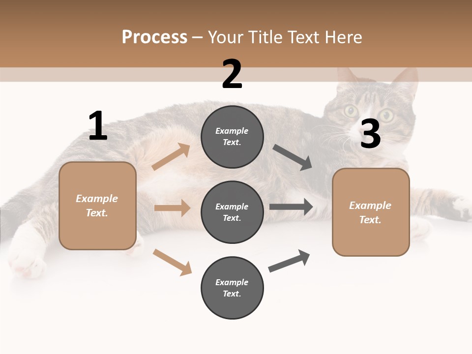 Kitten Tabby Vet PowerPoint Template