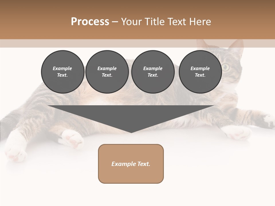 Kitten Tabby Vet PowerPoint Template