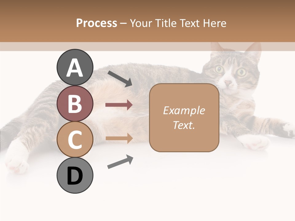 Kitten Tabby Vet PowerPoint Template