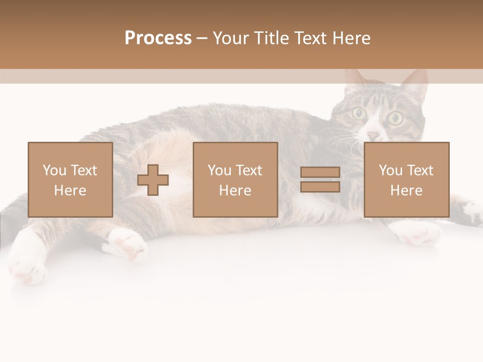 Kitten Tabby Vet PowerPoint Template
