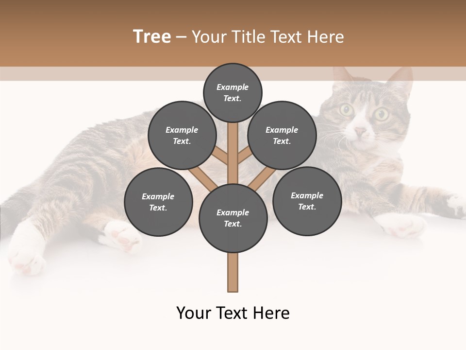 Kitten Tabby Vet PowerPoint Template