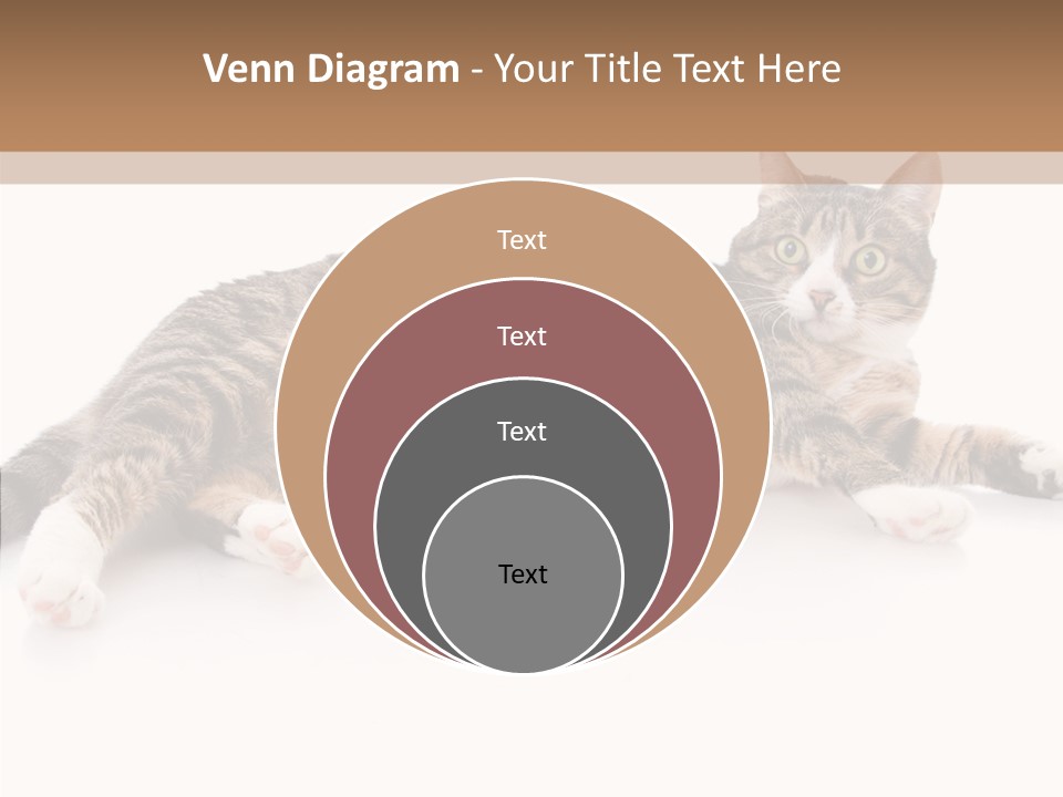 Kitten Tabby Vet PowerPoint Template