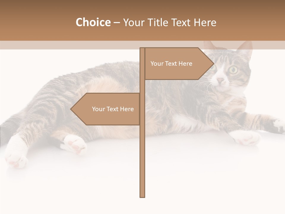 Kitten Tabby Vet PowerPoint Template