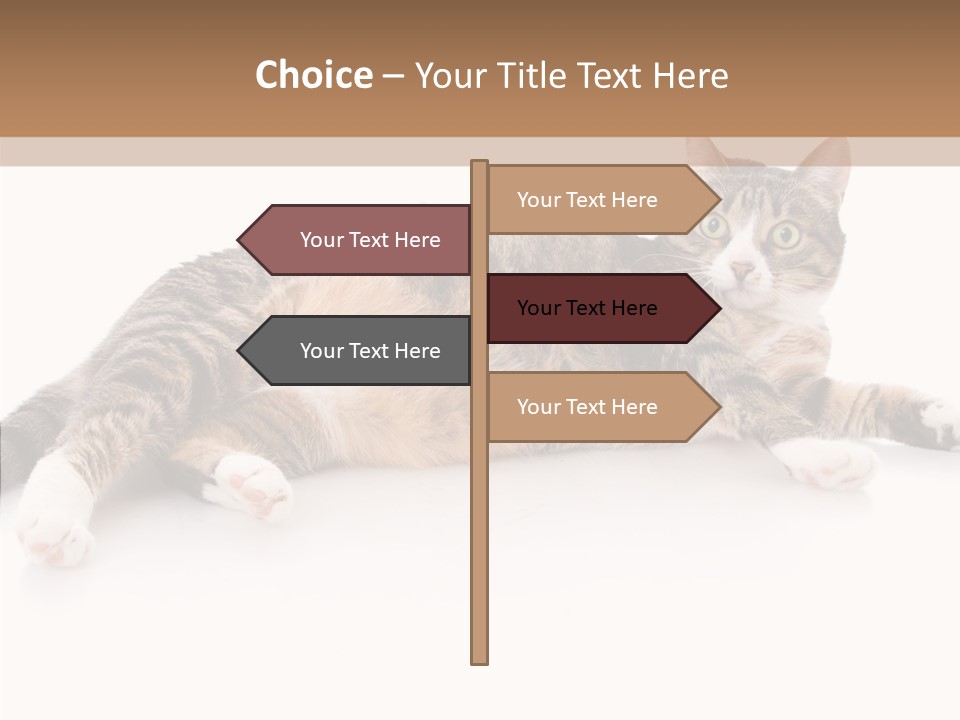 Kitten Tabby Vet PowerPoint Template