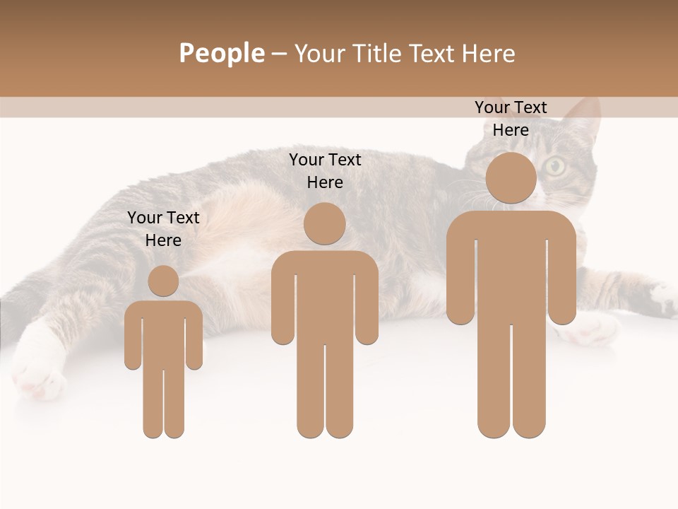 Kitten Tabby Vet PowerPoint Template