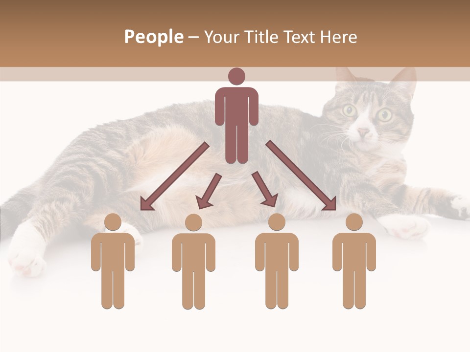 Kitten Tabby Vet PowerPoint Template