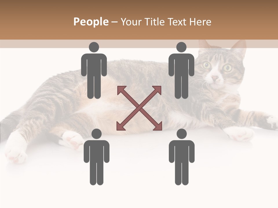 Kitten Tabby Vet PowerPoint Template