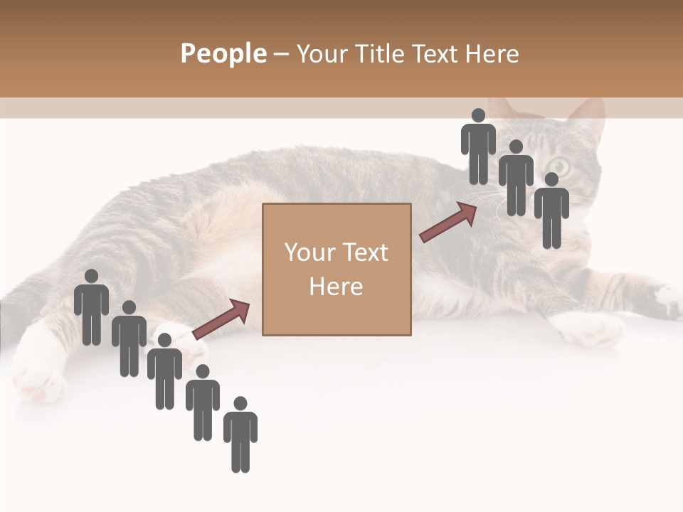 Kitten Tabby Vet PowerPoint Template