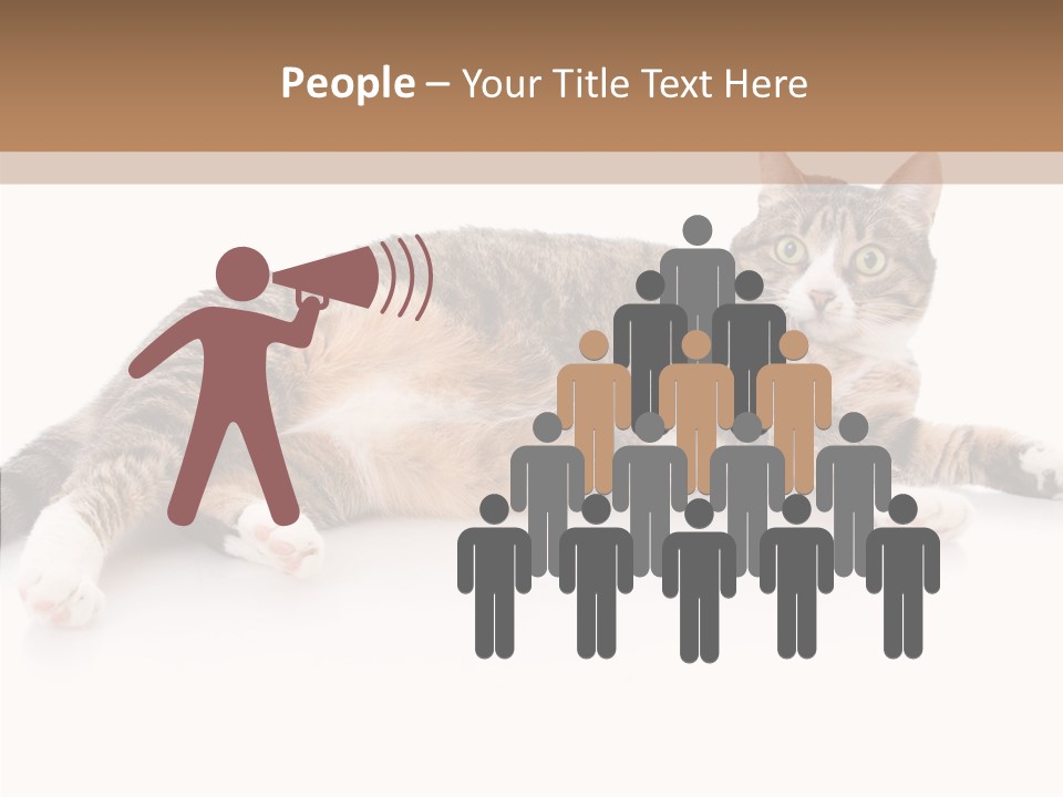 Kitten Tabby Vet PowerPoint Template