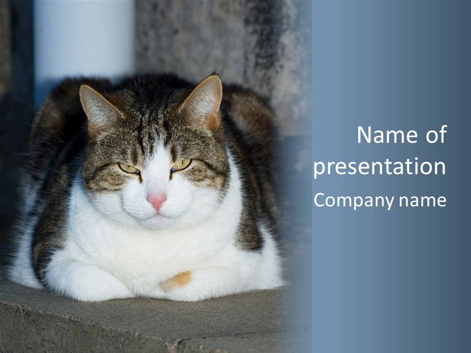 Large Puss Kitten PowerPoint Template