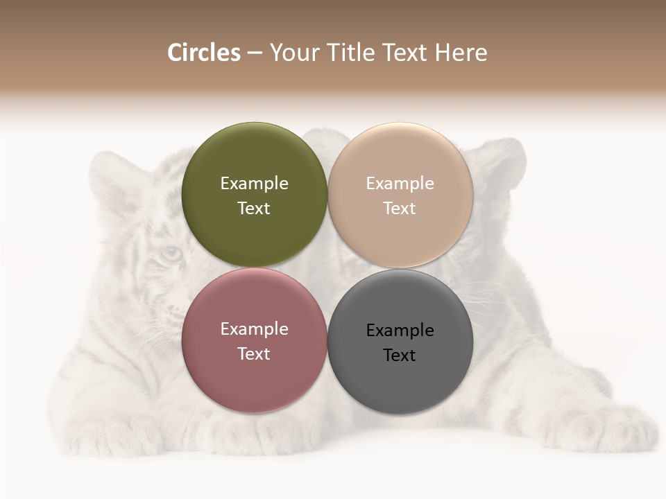 Whisker Young Big PowerPoint Template