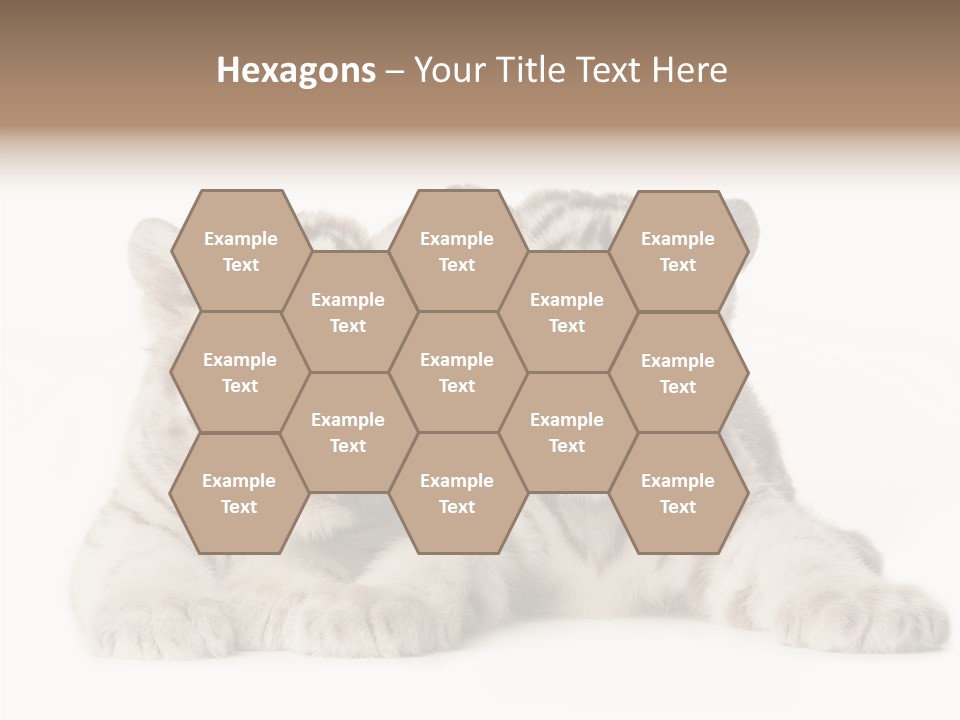 Whisker Young Big PowerPoint Template