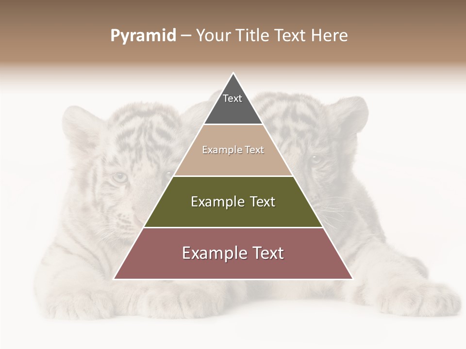 Whisker Young Big PowerPoint Template