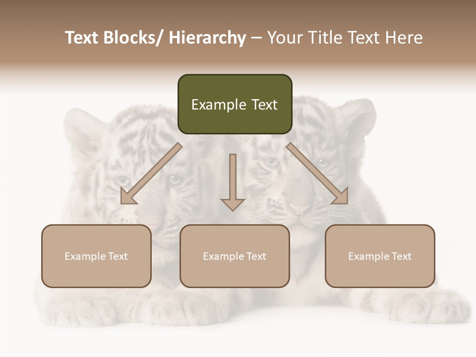 Whisker Young Big PowerPoint Template