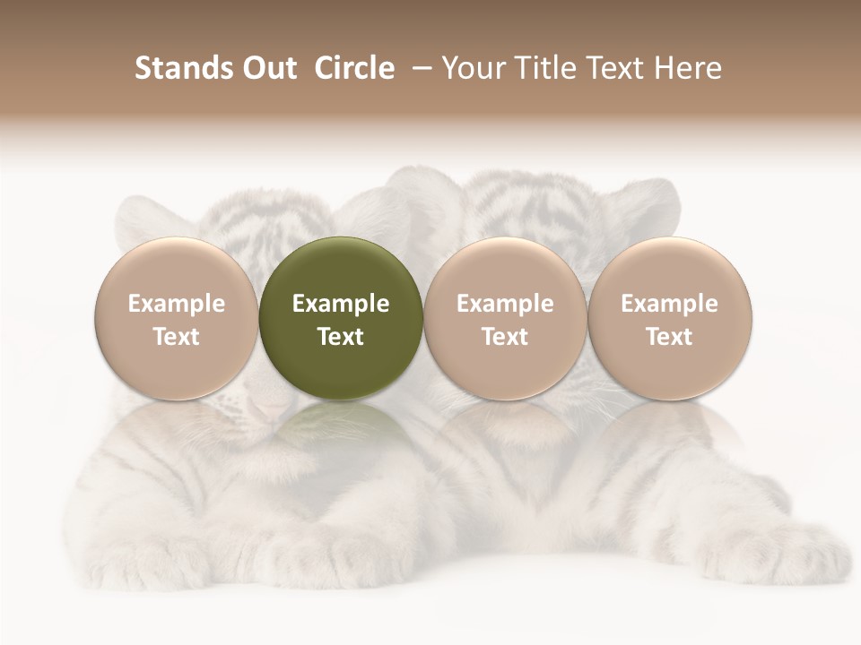 Whisker Young Big PowerPoint Template