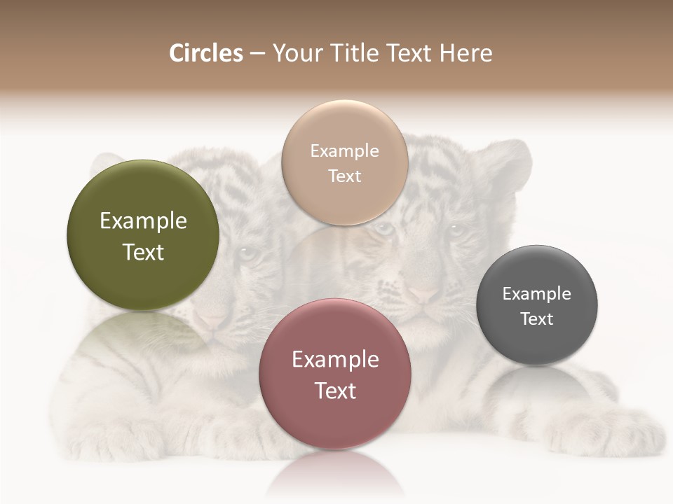 Whisker Young Big PowerPoint Template