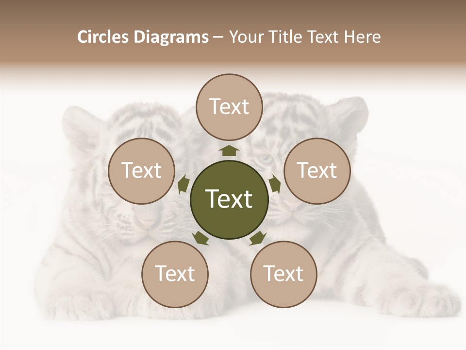 Whisker Young Big PowerPoint Template