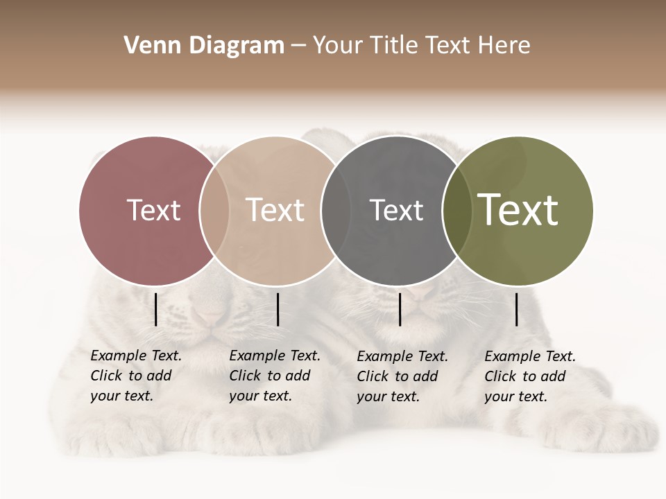 Whisker Young Big PowerPoint Template
