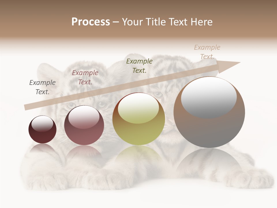 Whisker Young Big PowerPoint Template