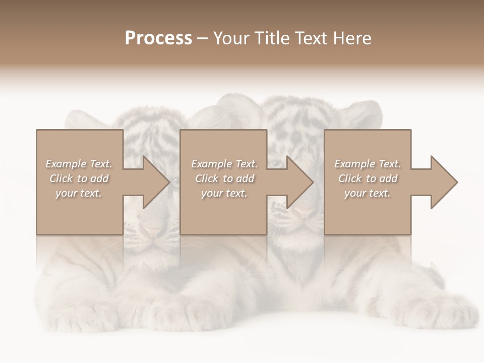 Whisker Young Big PowerPoint Template