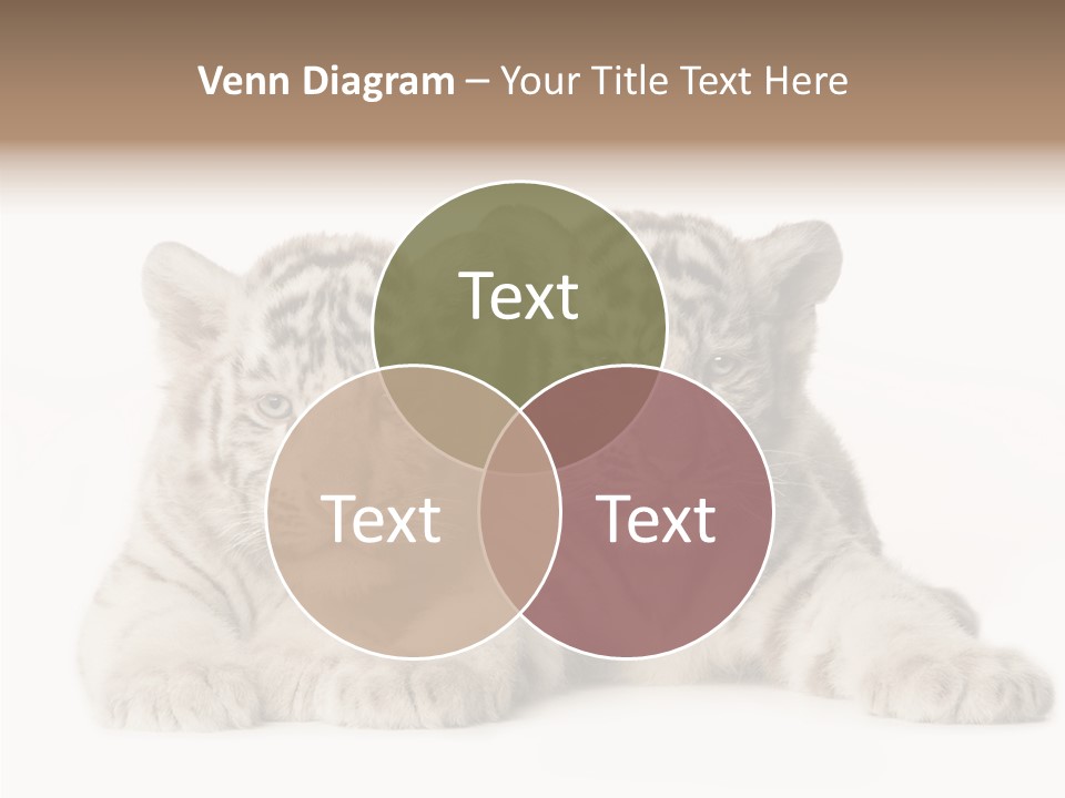 Whisker Young Big PowerPoint Template