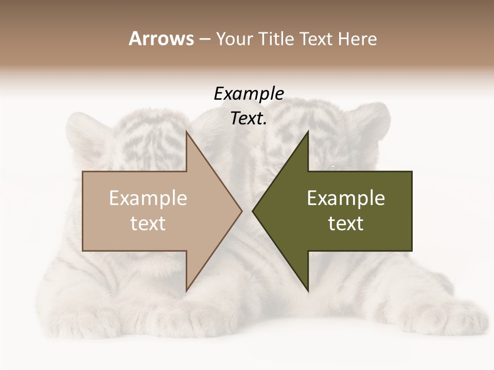 Whisker Young Big PowerPoint Template