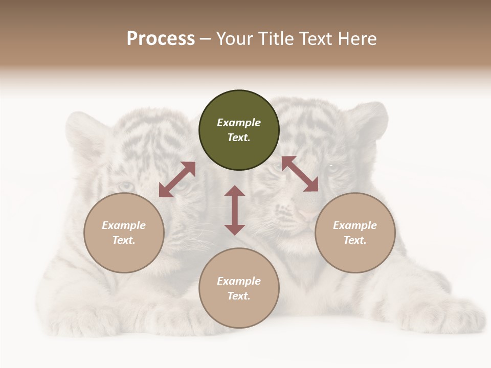 Whisker Young Big PowerPoint Template