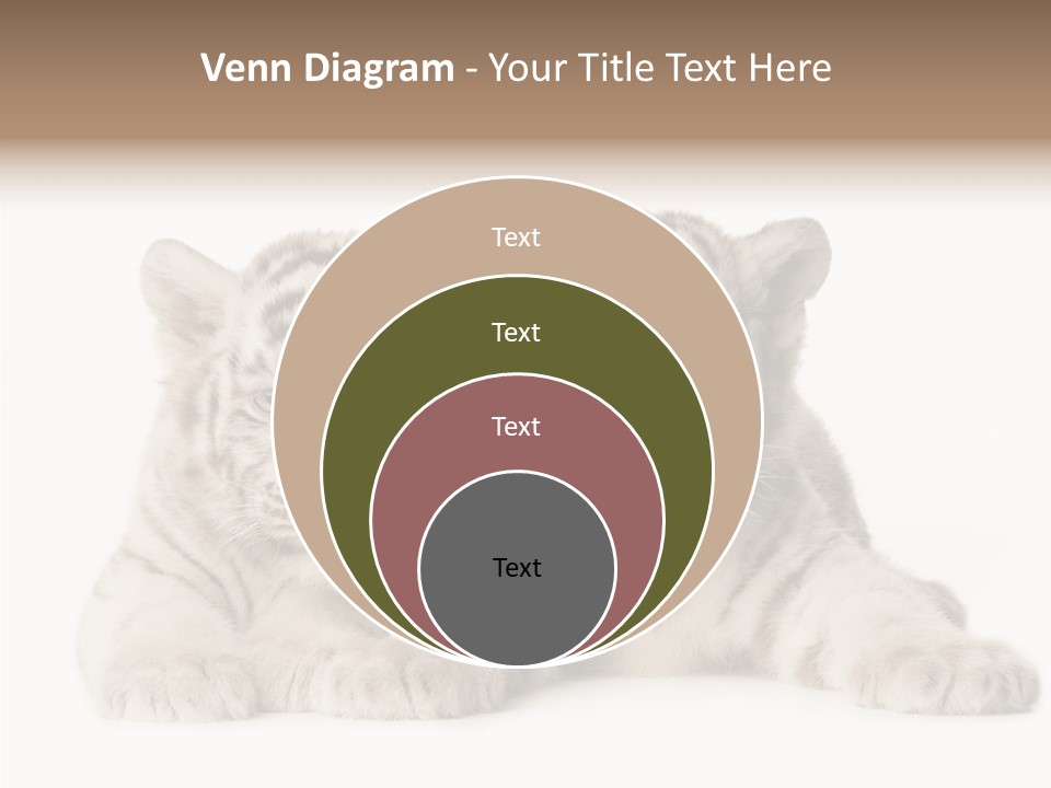 Whisker Young Big PowerPoint Template