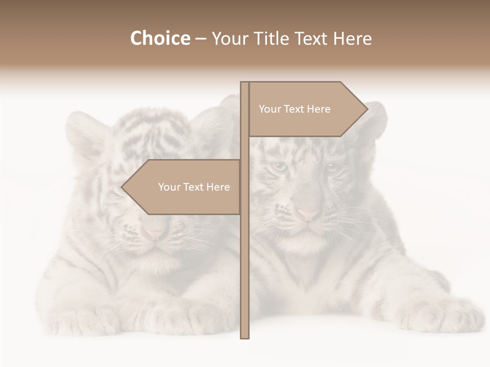 Whisker Young Big PowerPoint Template