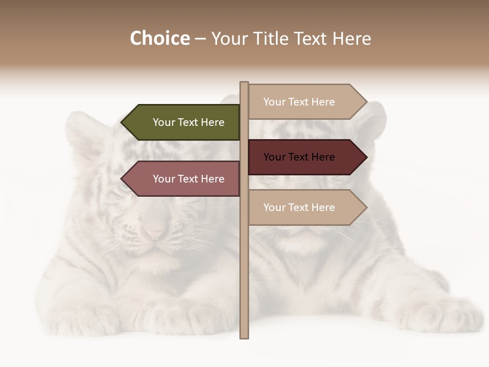 Whisker Young Big PowerPoint Template