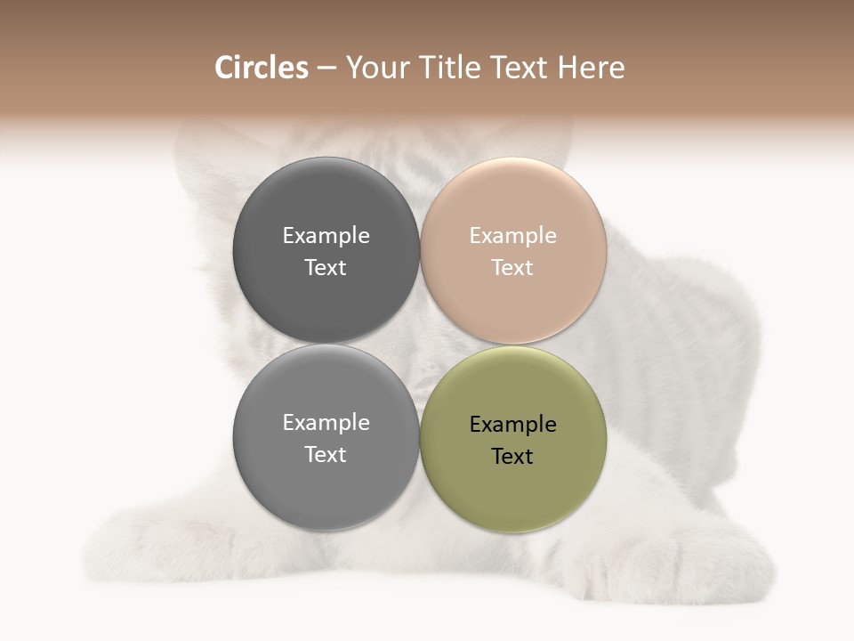 Tiger Wild Predator PowerPoint Template