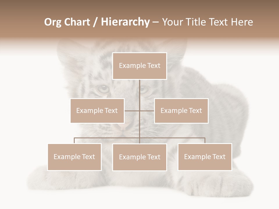 Tiger Wild Predator PowerPoint Template