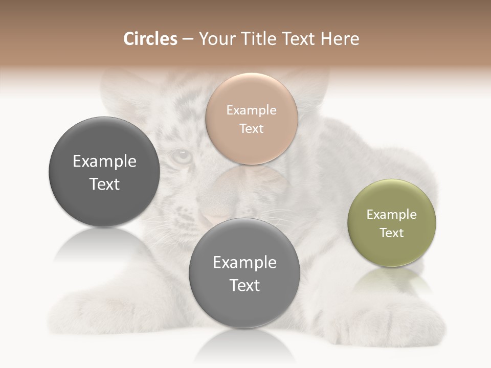 Tiger Wild Predator PowerPoint Template
