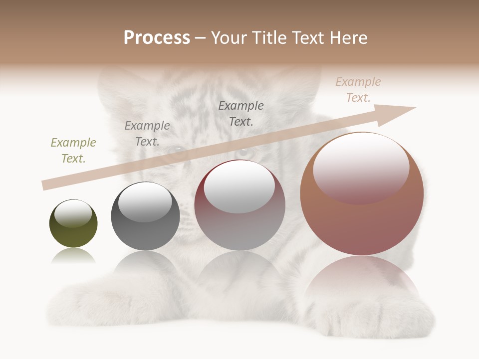 Tiger Wild Predator PowerPoint Template