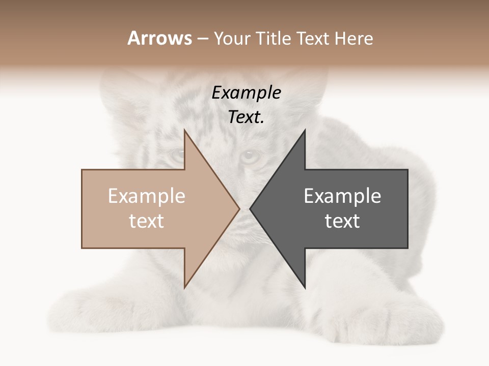 Tiger Wild Predator PowerPoint Template