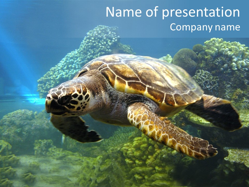 Marine Turtle Ocean PowerPoint Template