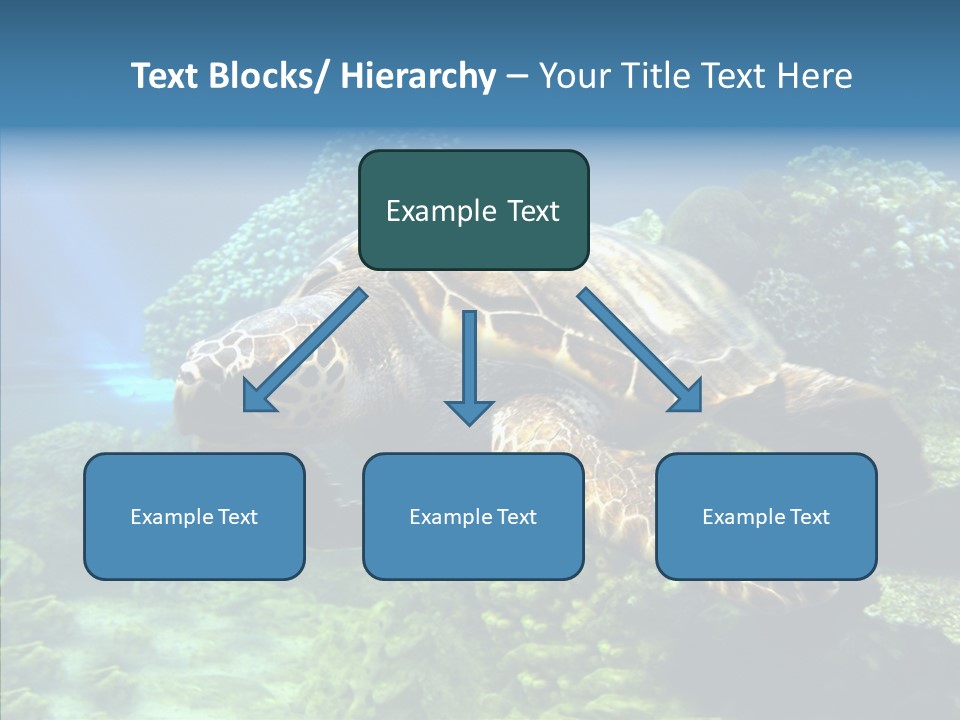 Marine Turtle Ocean PowerPoint Template