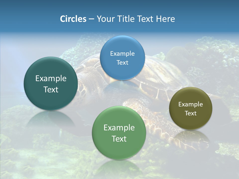 Marine Turtle Ocean PowerPoint Template