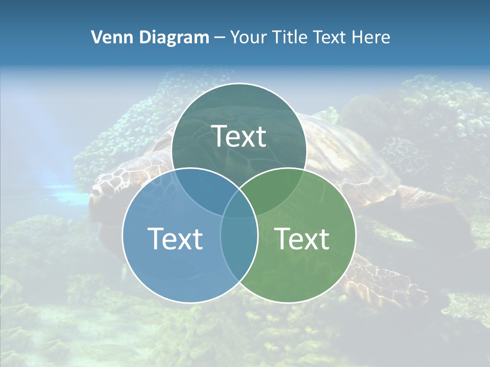 Marine Turtle Ocean PowerPoint Template