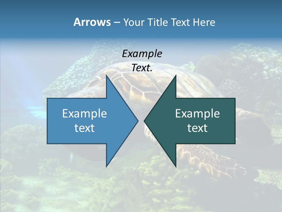 Marine Turtle Ocean PowerPoint Template