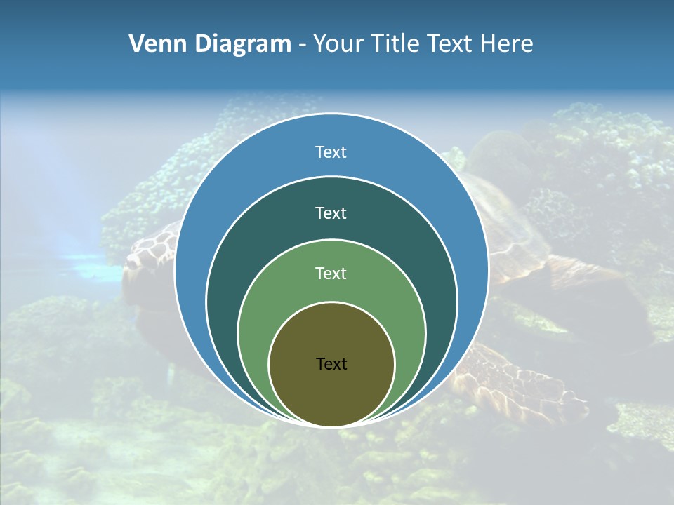 Marine Turtle Ocean PowerPoint Template