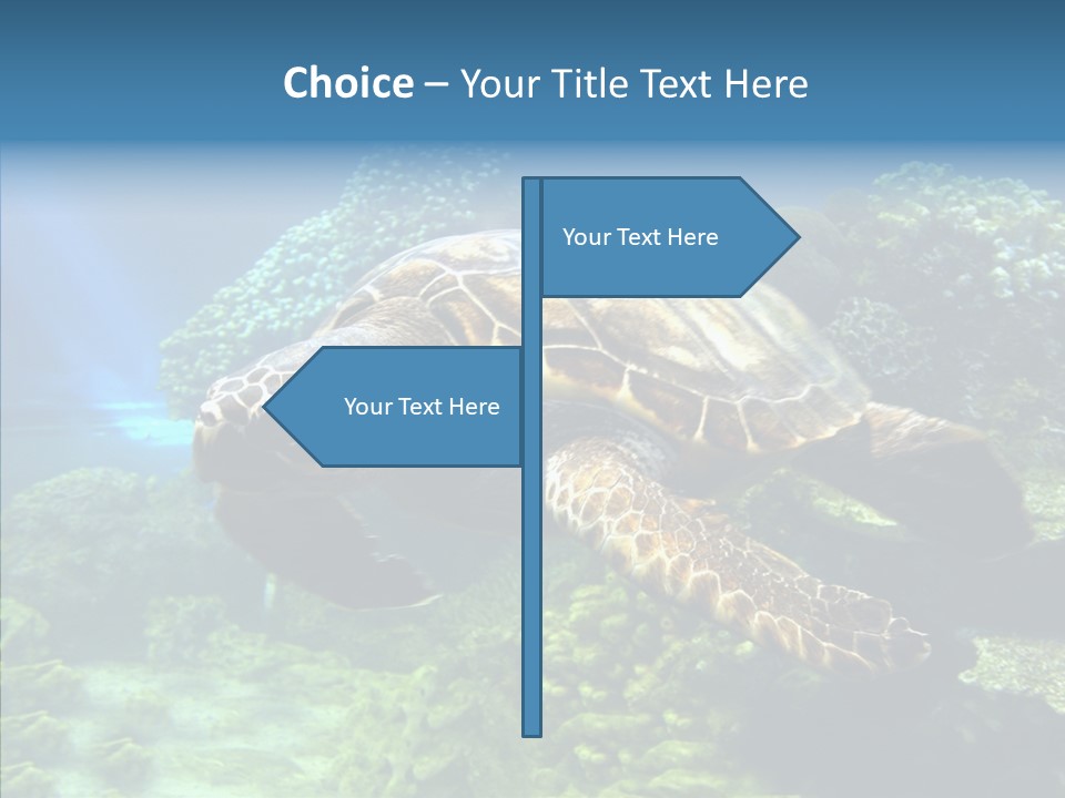 Marine Turtle Ocean PowerPoint Template