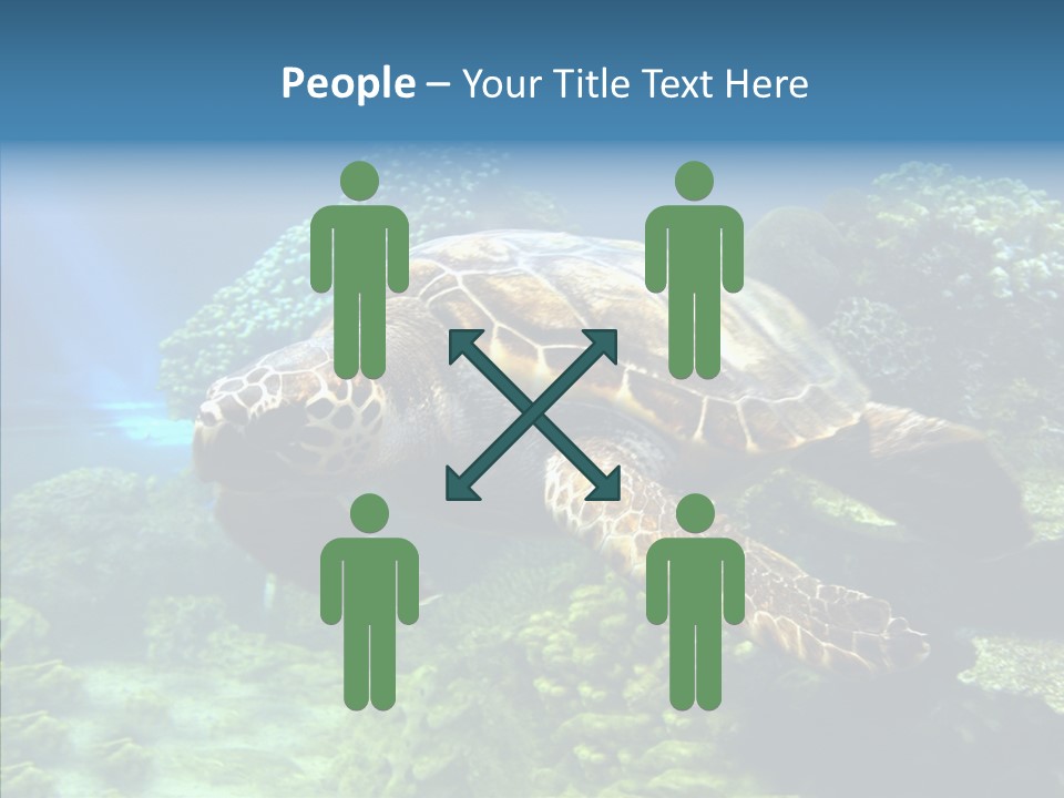 Marine Turtle Ocean PowerPoint Template