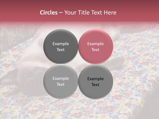 Pet Breed Blue PowerPoint Template