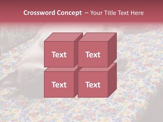 Pet Breed Blue PowerPoint Template