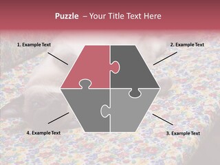 Pet Breed Blue PowerPoint Template