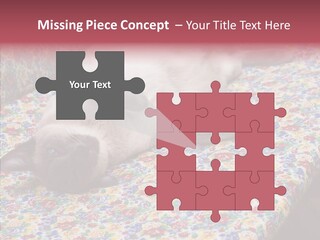 Pet Breed Blue PowerPoint Template