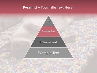 Pet Breed Blue PowerPoint Template