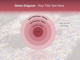 Pet Breed Blue PowerPoint Template