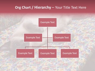 Pet Breed Blue PowerPoint Template